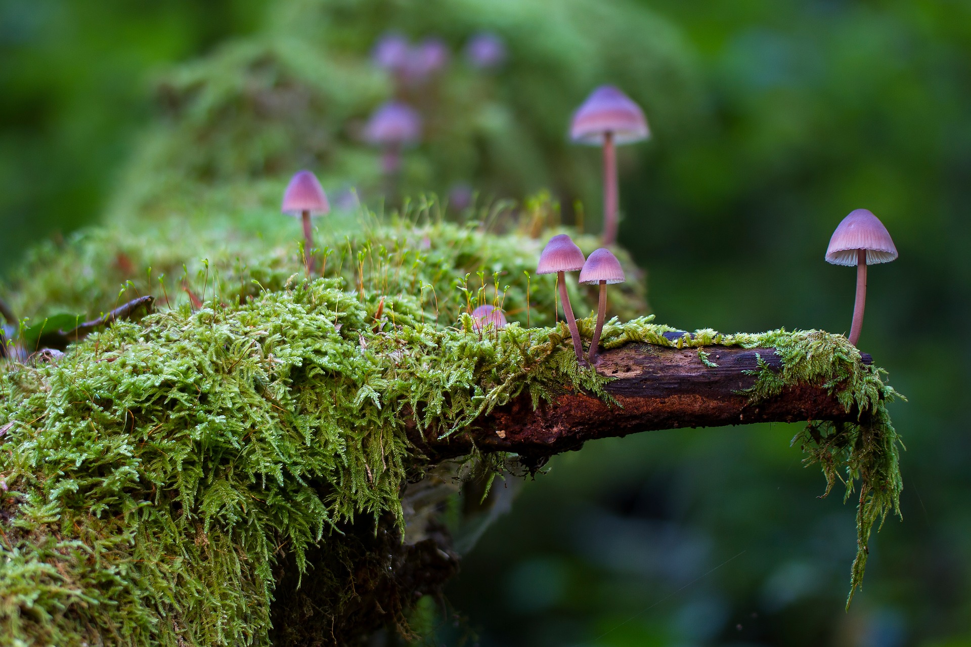 mushrooms-g88e502668_1920.jpg