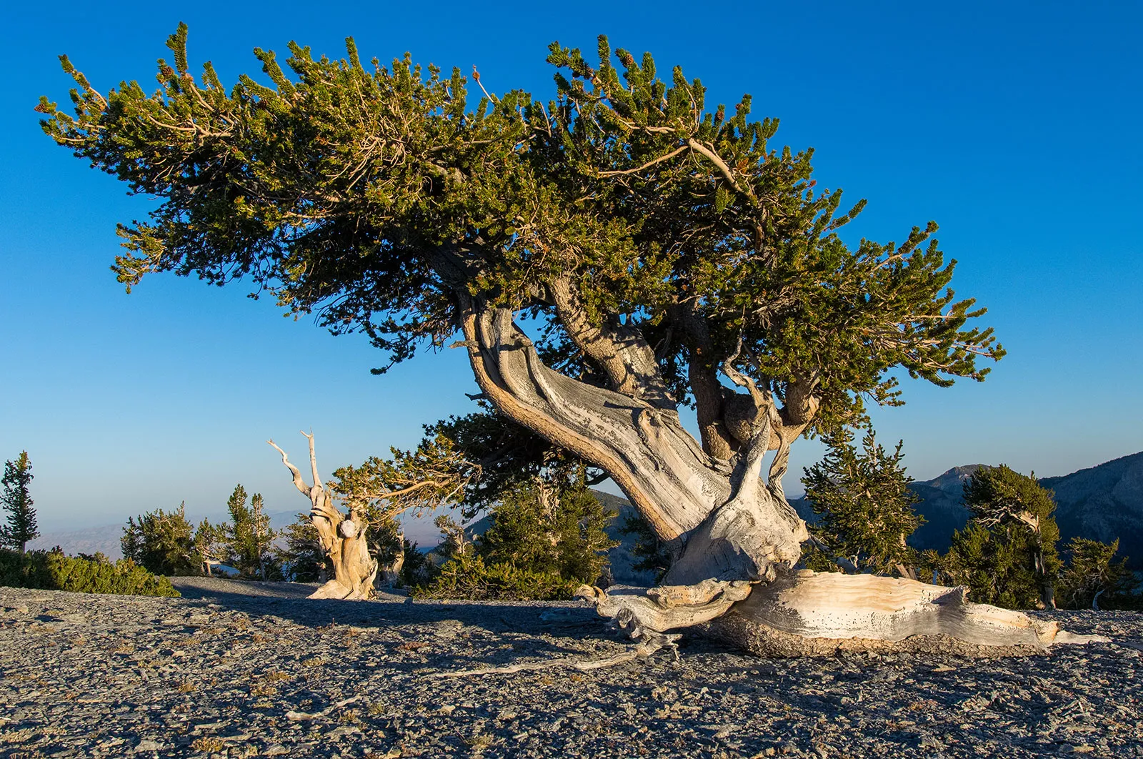 Bristlecone-pine-Mount-Washington-Great-Basin-National-Park-Nevada.webp