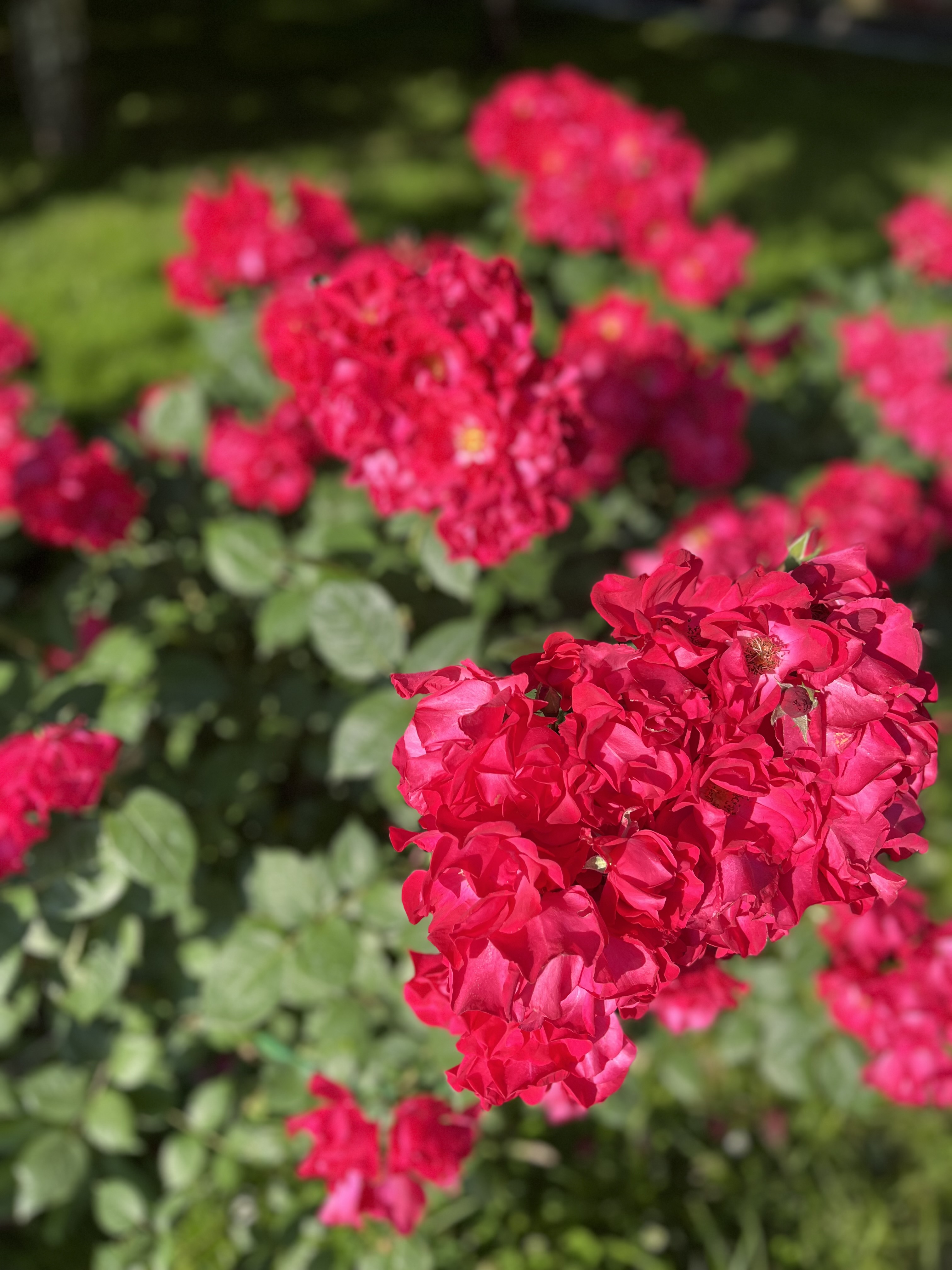 IMG_4208.jpeg