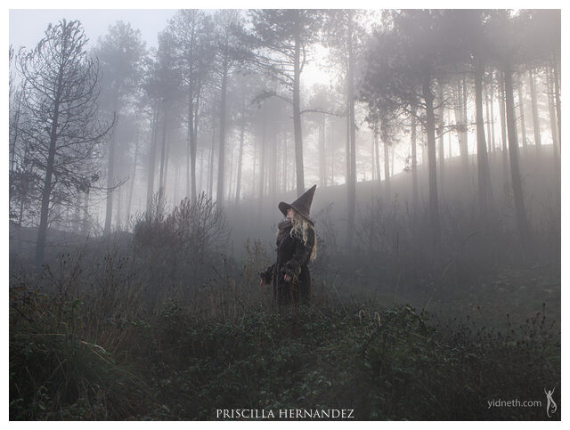 growing_forest_mist_yidneth (4).jpg