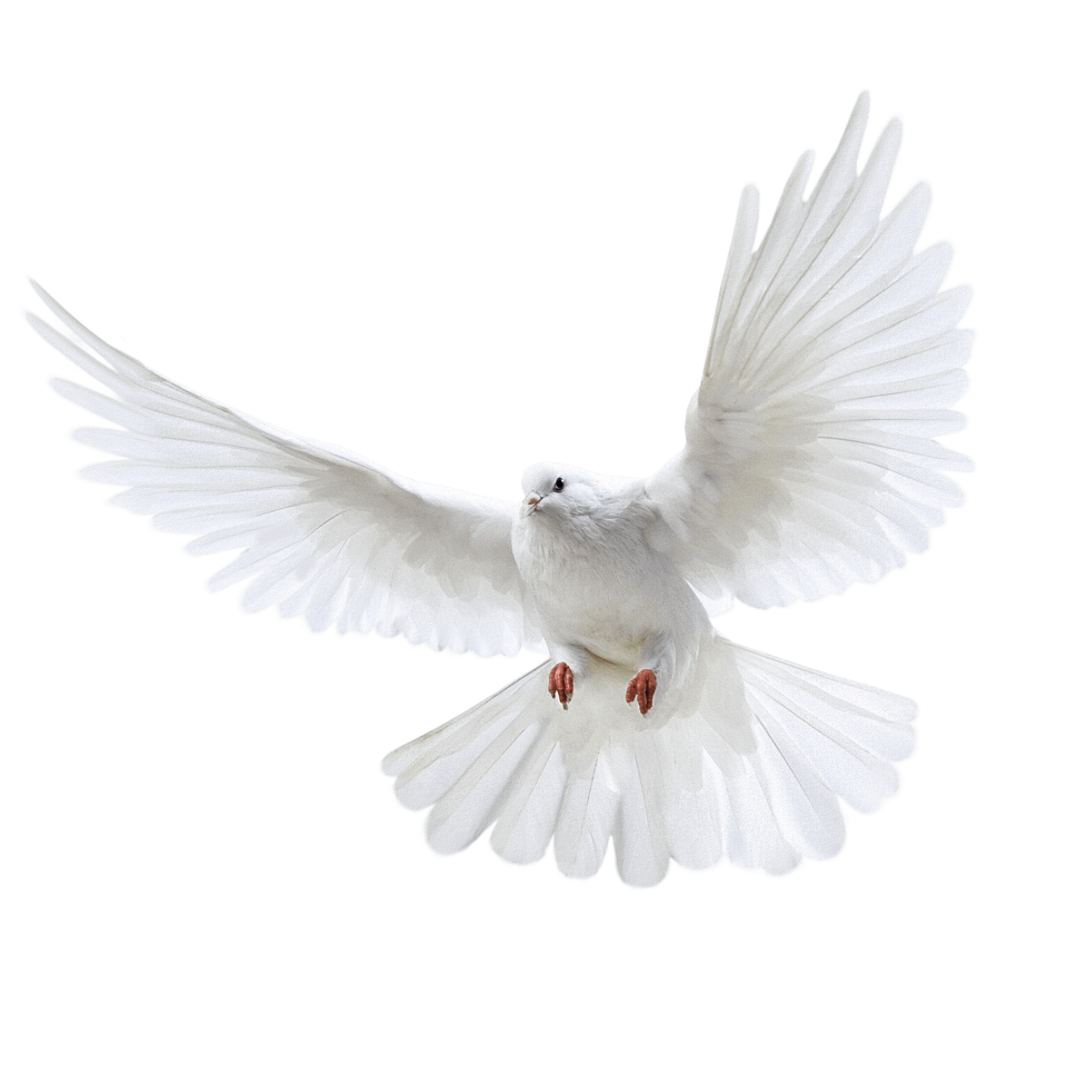 White Pigeon flying - 960x960.png
