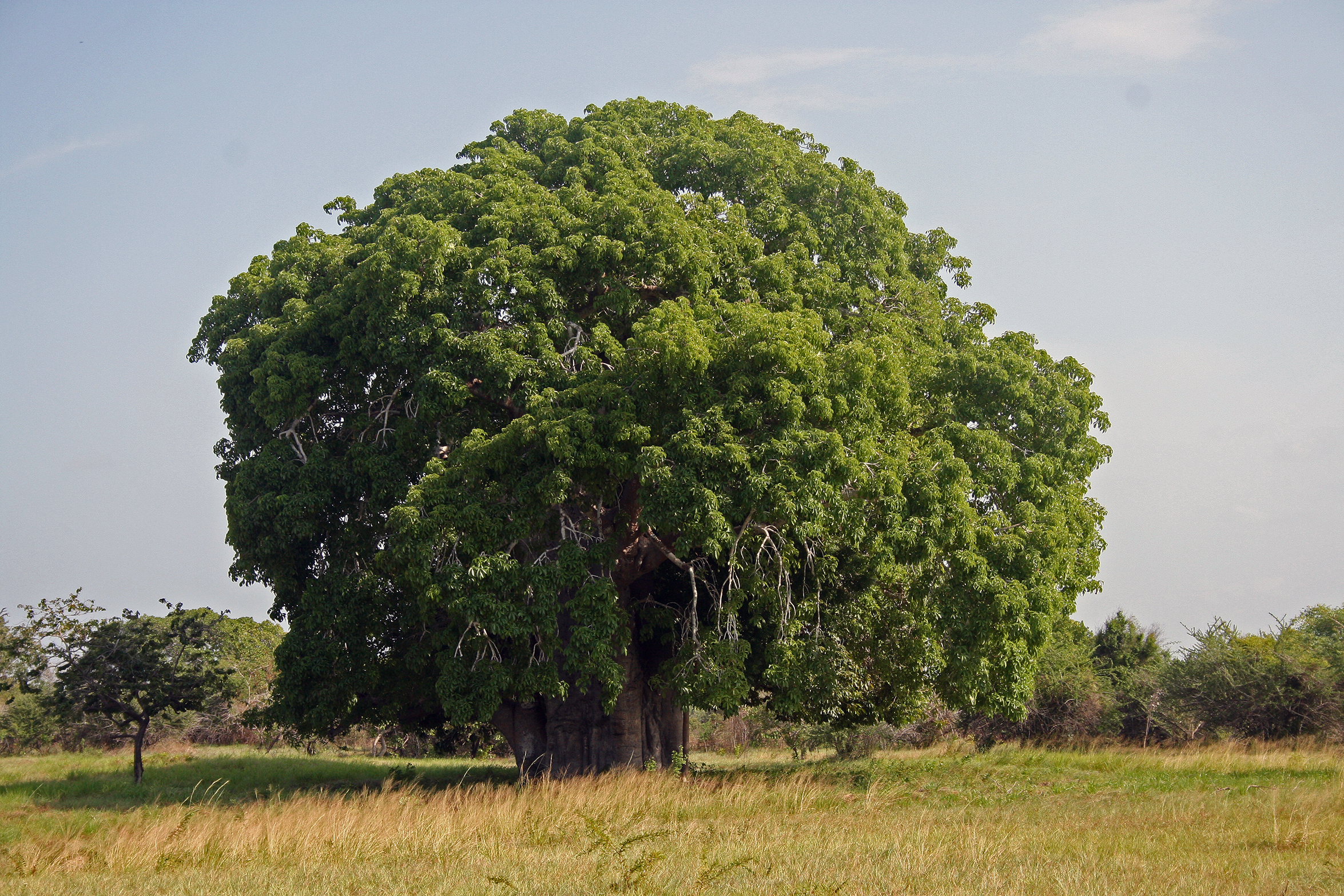 Baobab_Adansonia_digitata.jpg
