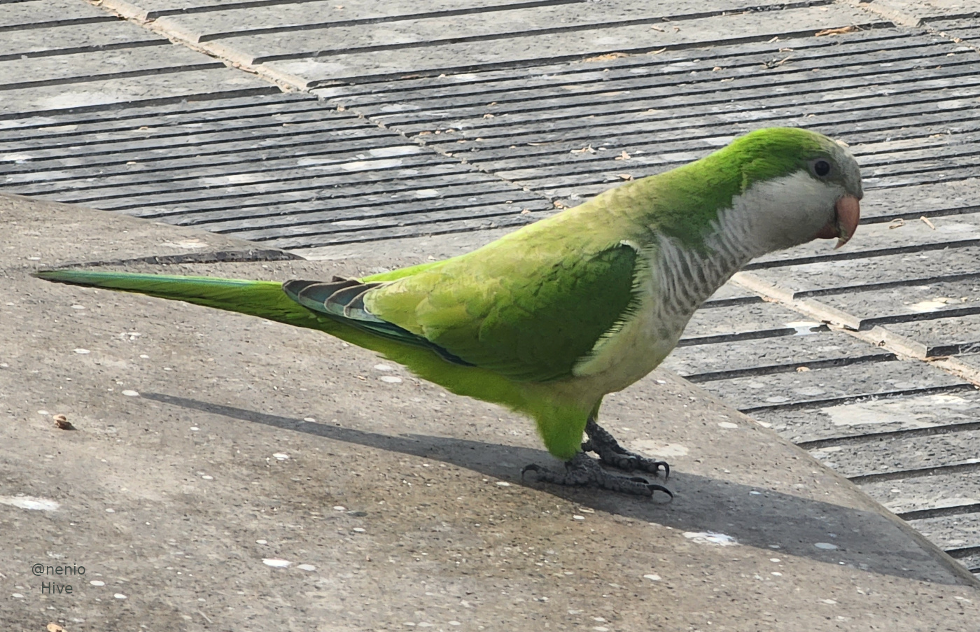 parrot-003.jpg