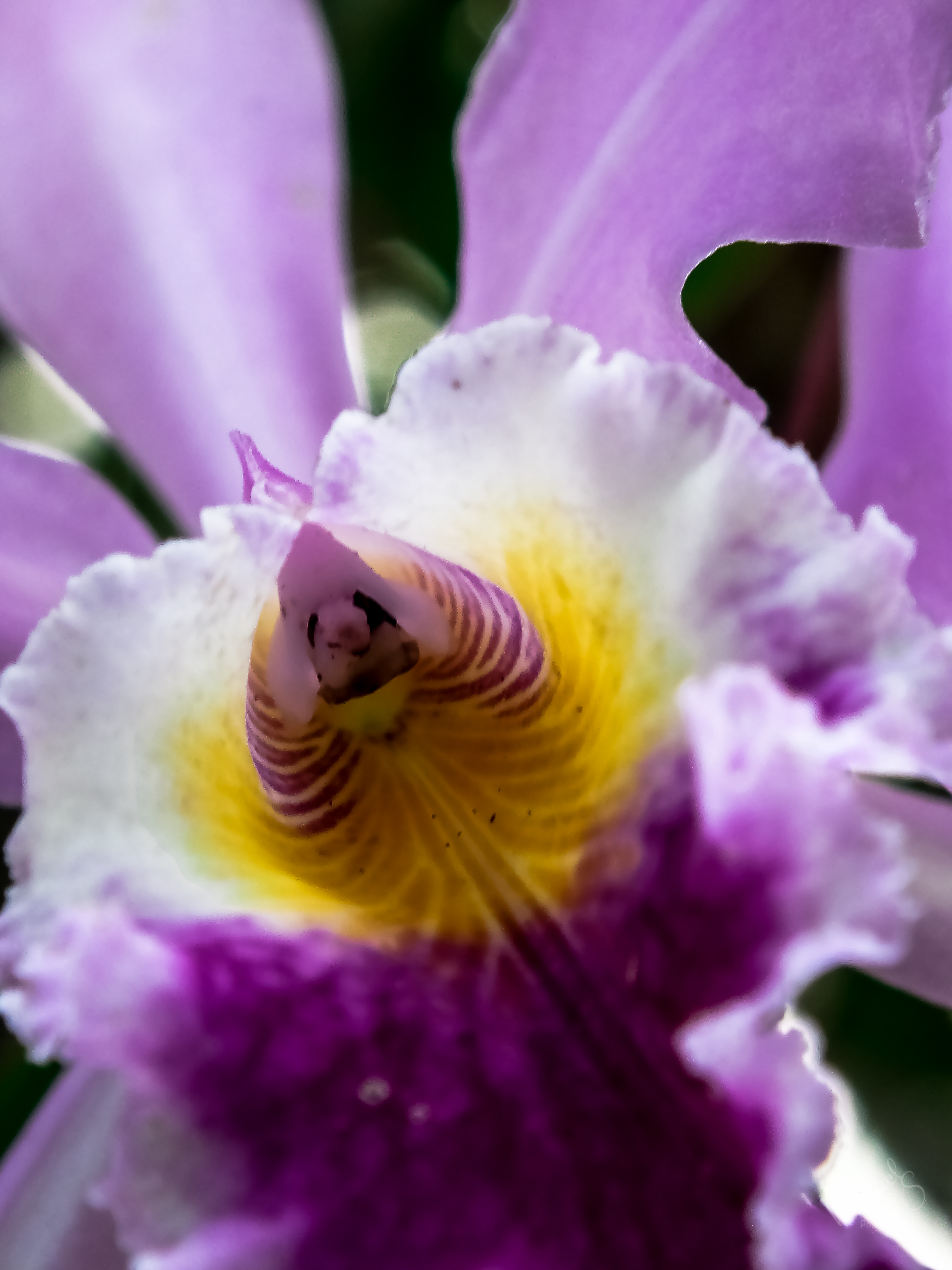 Flor Nacional / National Flower - Cattleya mossiae — Hive