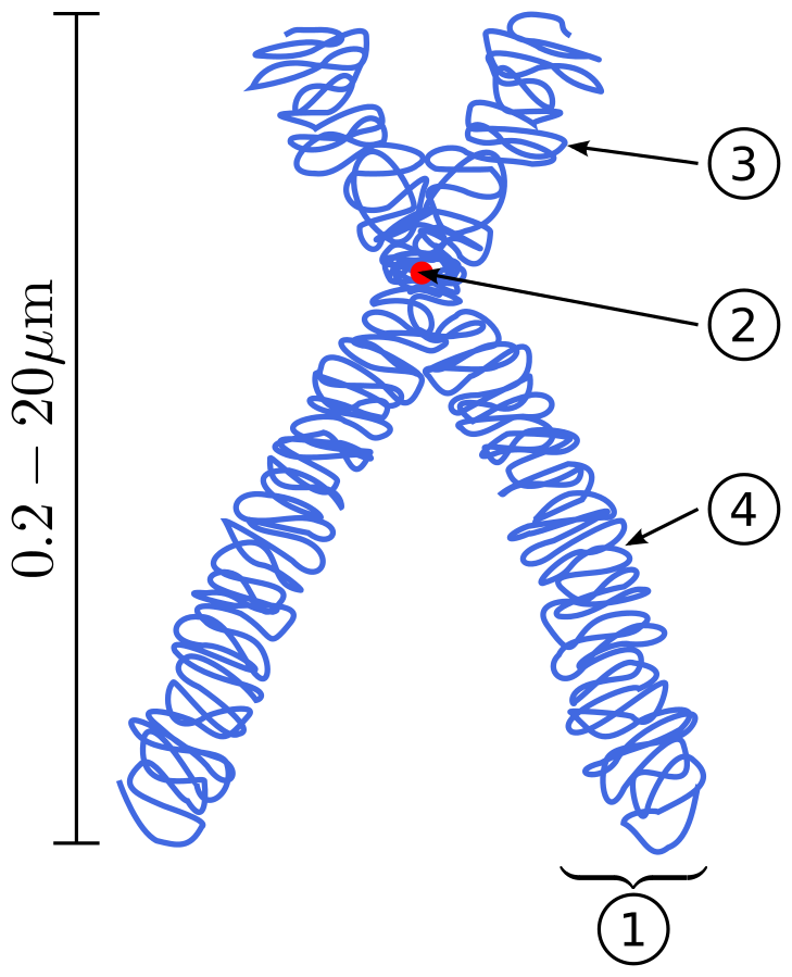 Chromosome.svg.png