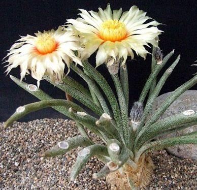 Astrophytum caput medusae.jpg