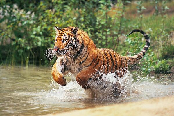 TIGRE EN MOVIMIENTO.jpg