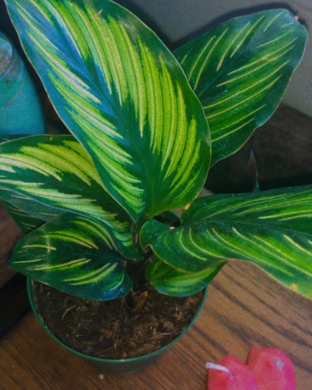 calatheas.jpg