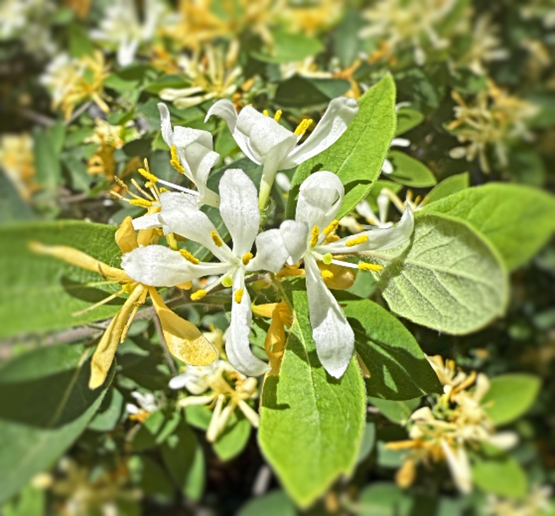 hivegarden-dehydrating-honeysuckle-1.jpg