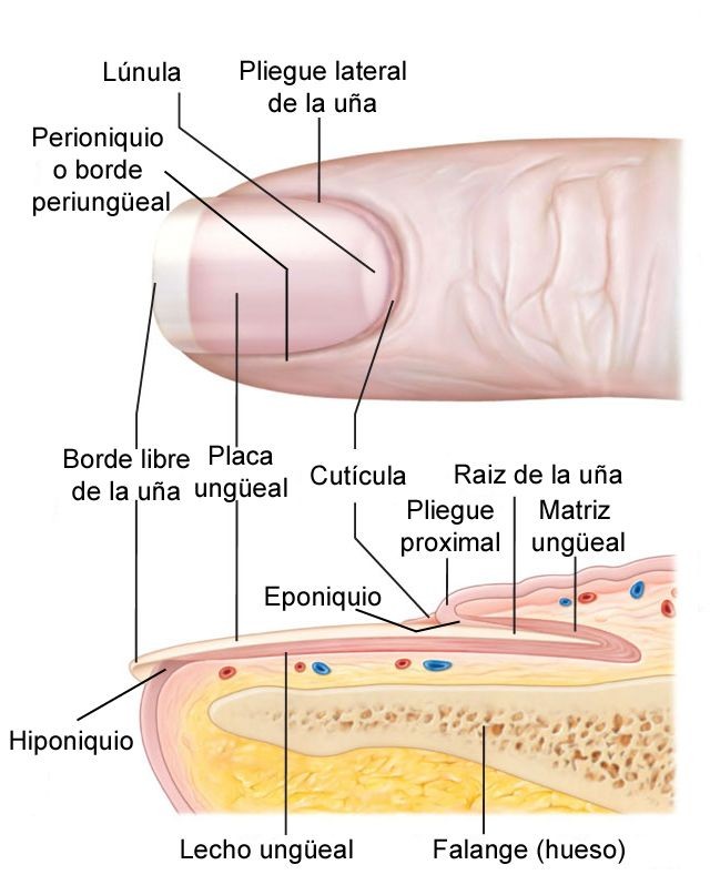 estructura-de-la-uña.jpg