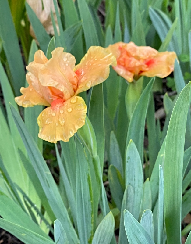 hive-garden-iris-3.jpg
