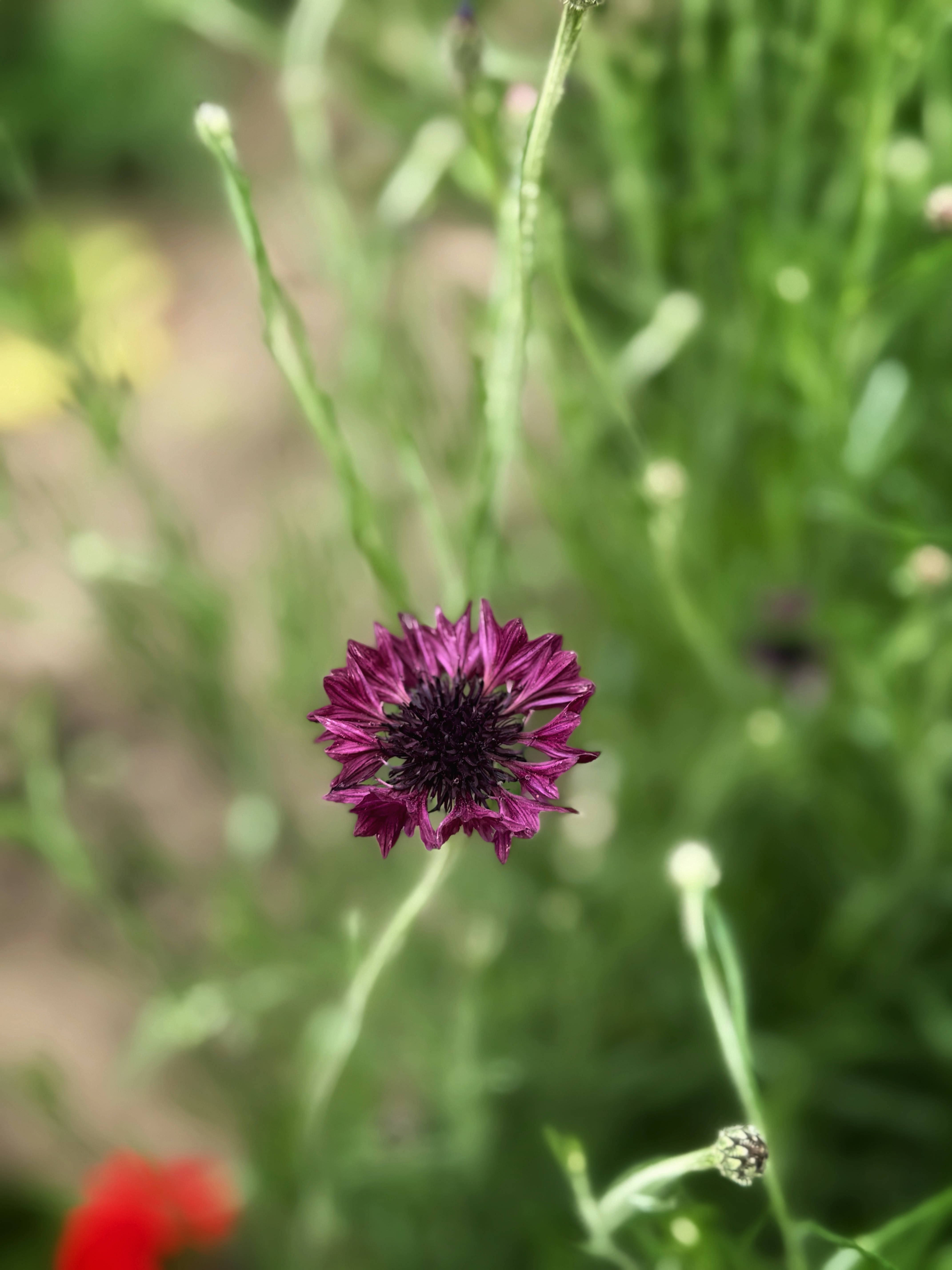 IMG_3295.jpeg