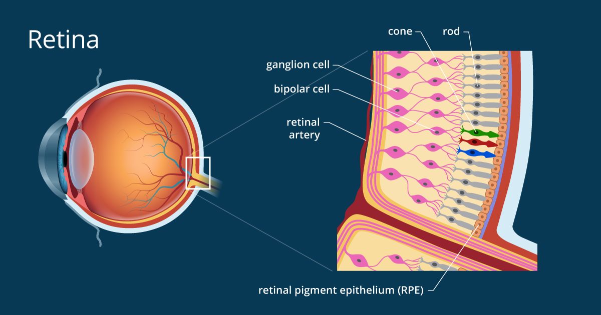 retina-1200x630.jpg