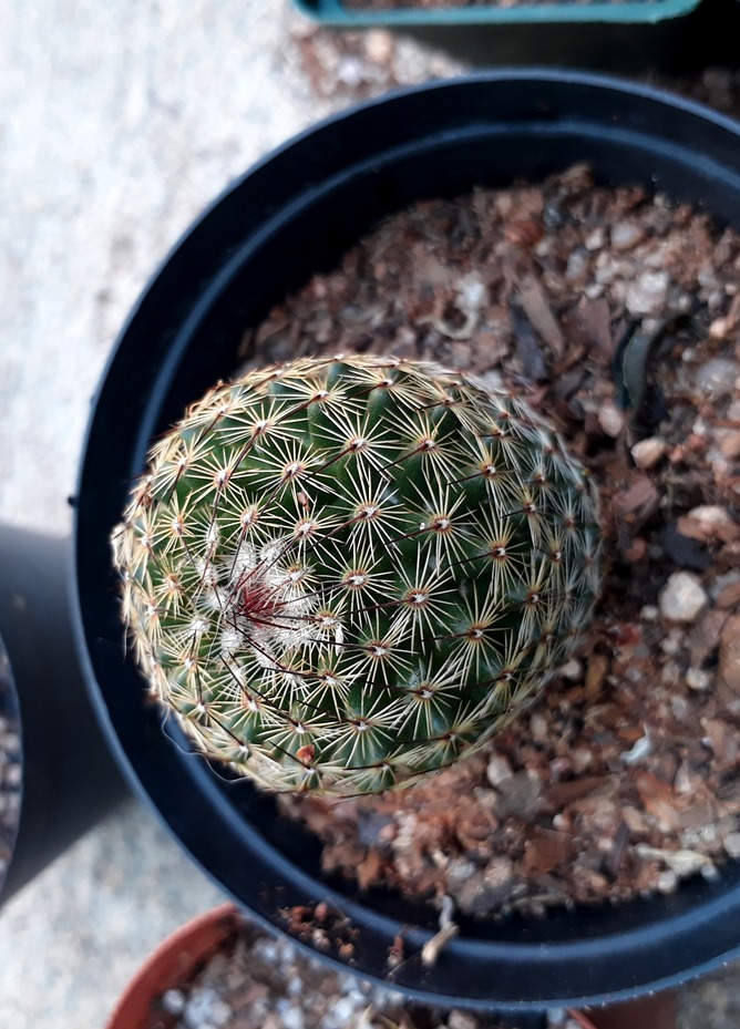 mamillaria1.jpg