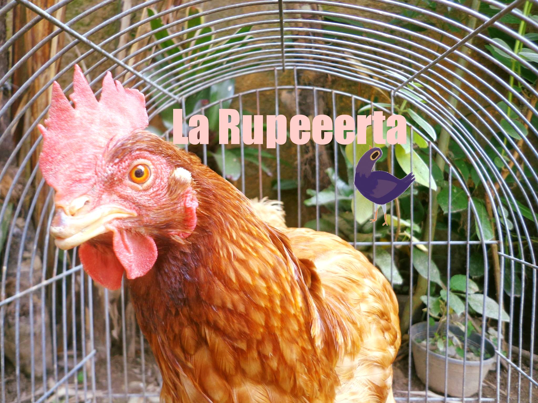 Gallina-Ruperta.jpg