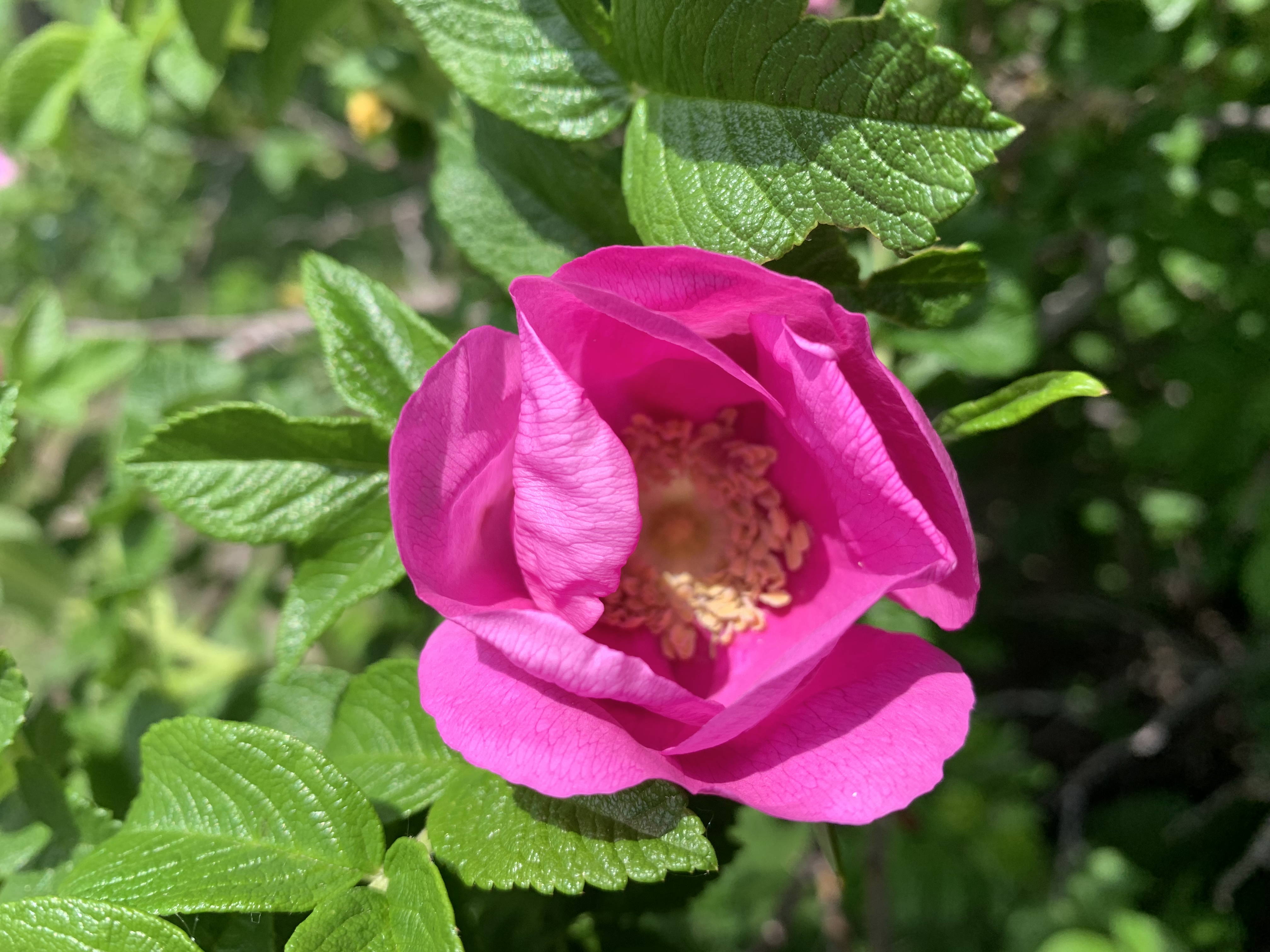 Hive Garden Photography: Wild Roses in the Garden….