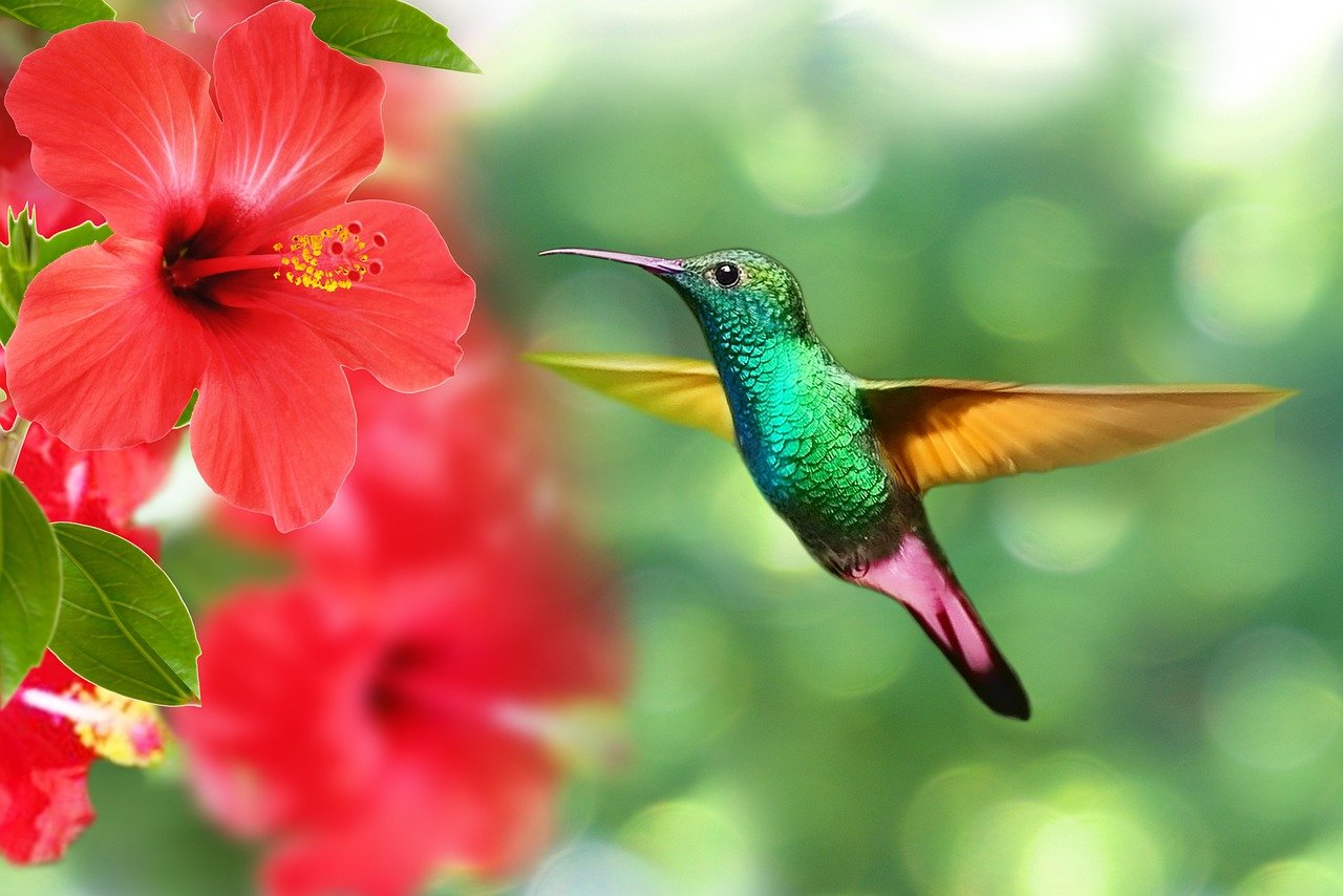 hummingbird-5171798_1280.jpg