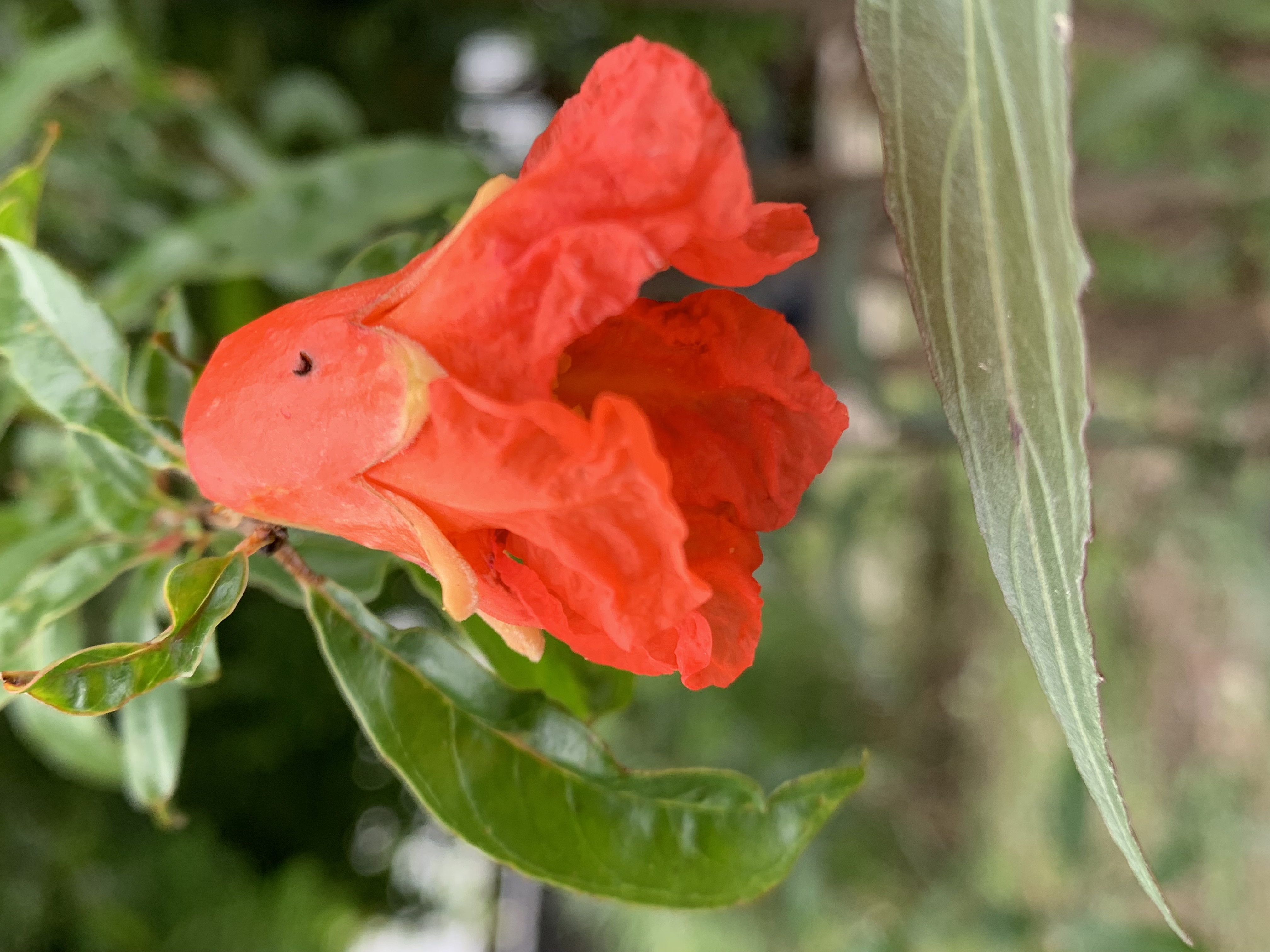 fruit8.jpg