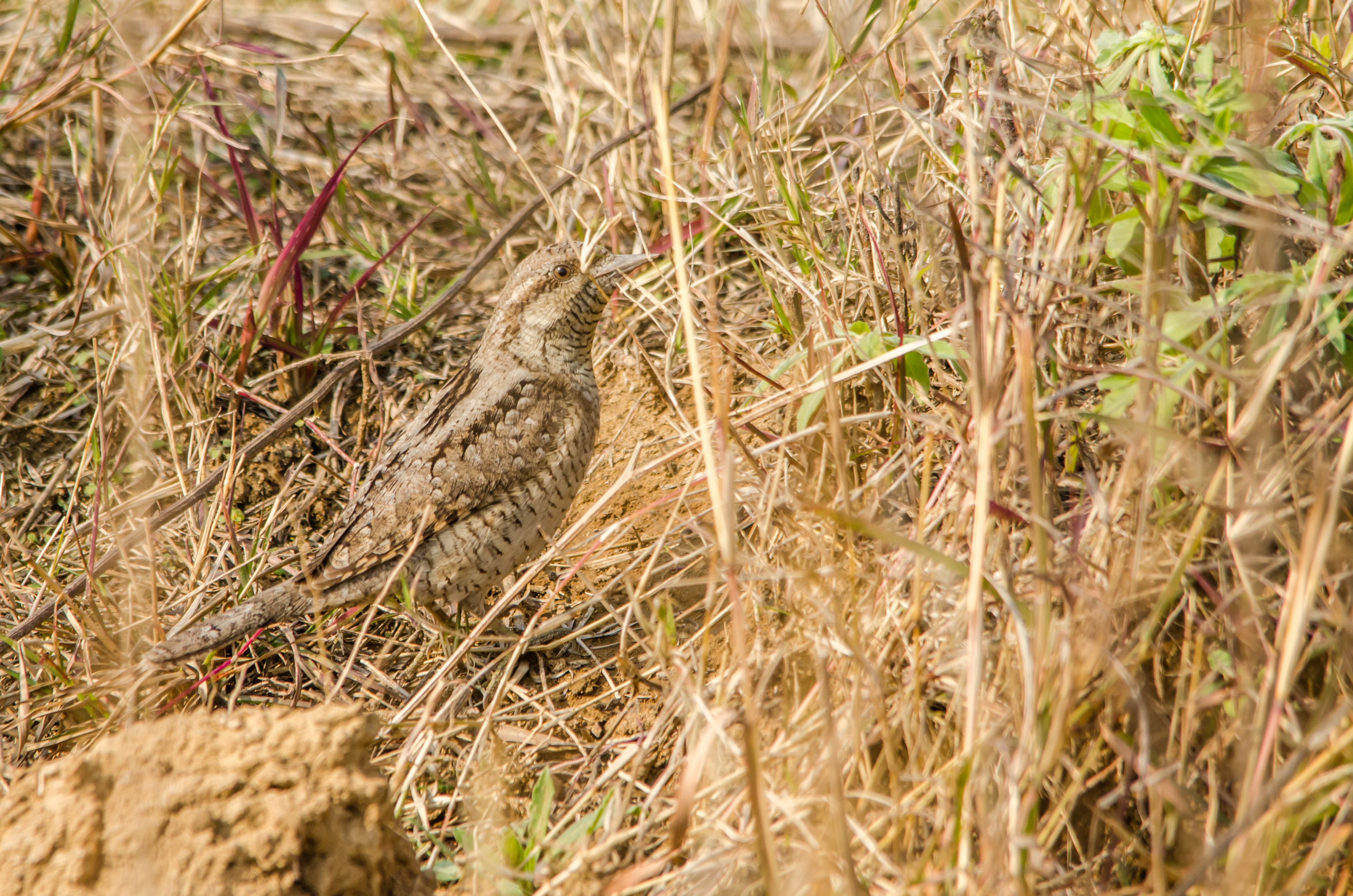 DSC_5868.jpg