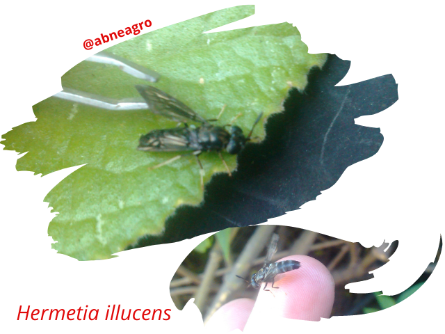 Diptera alas.png