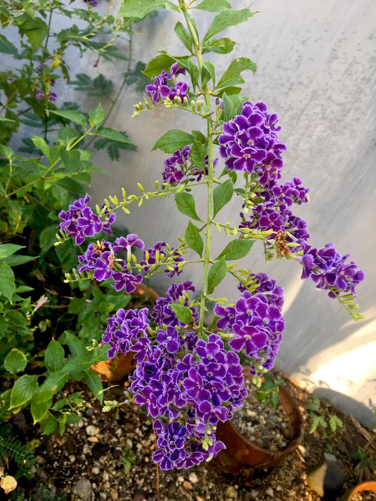 flowers duranta with leah.jpg