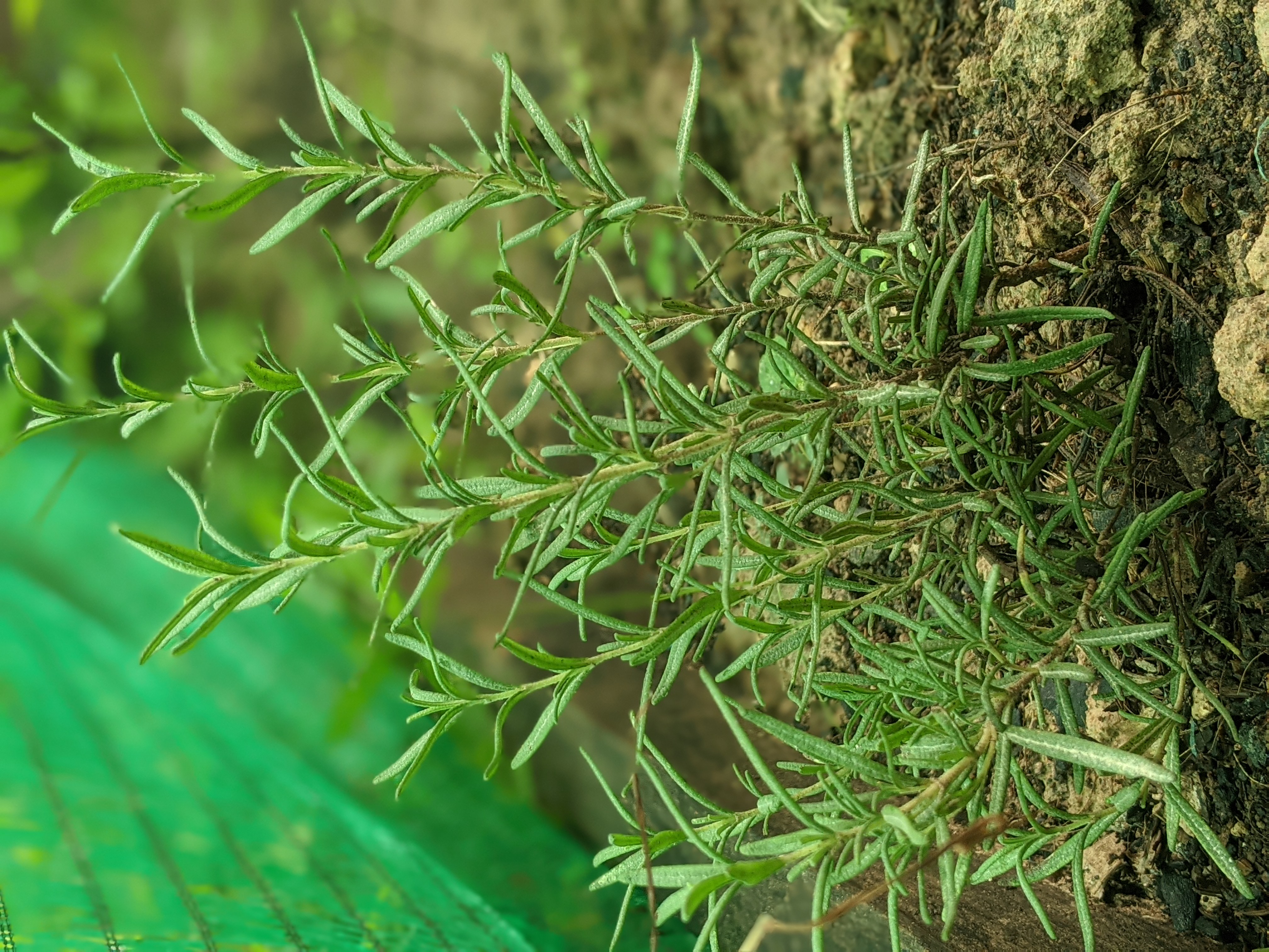 Gardening: Let the rainy season begin!