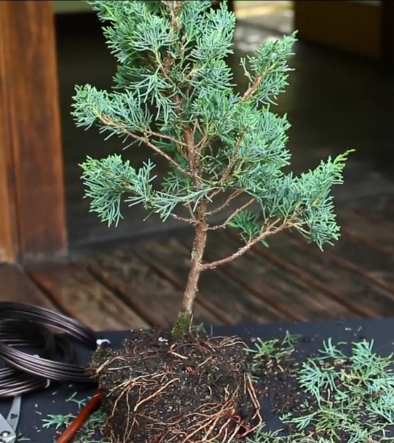 07.-Como-crear-un-bonsai-de-enebro-despues-de-la-limpieza.jpg