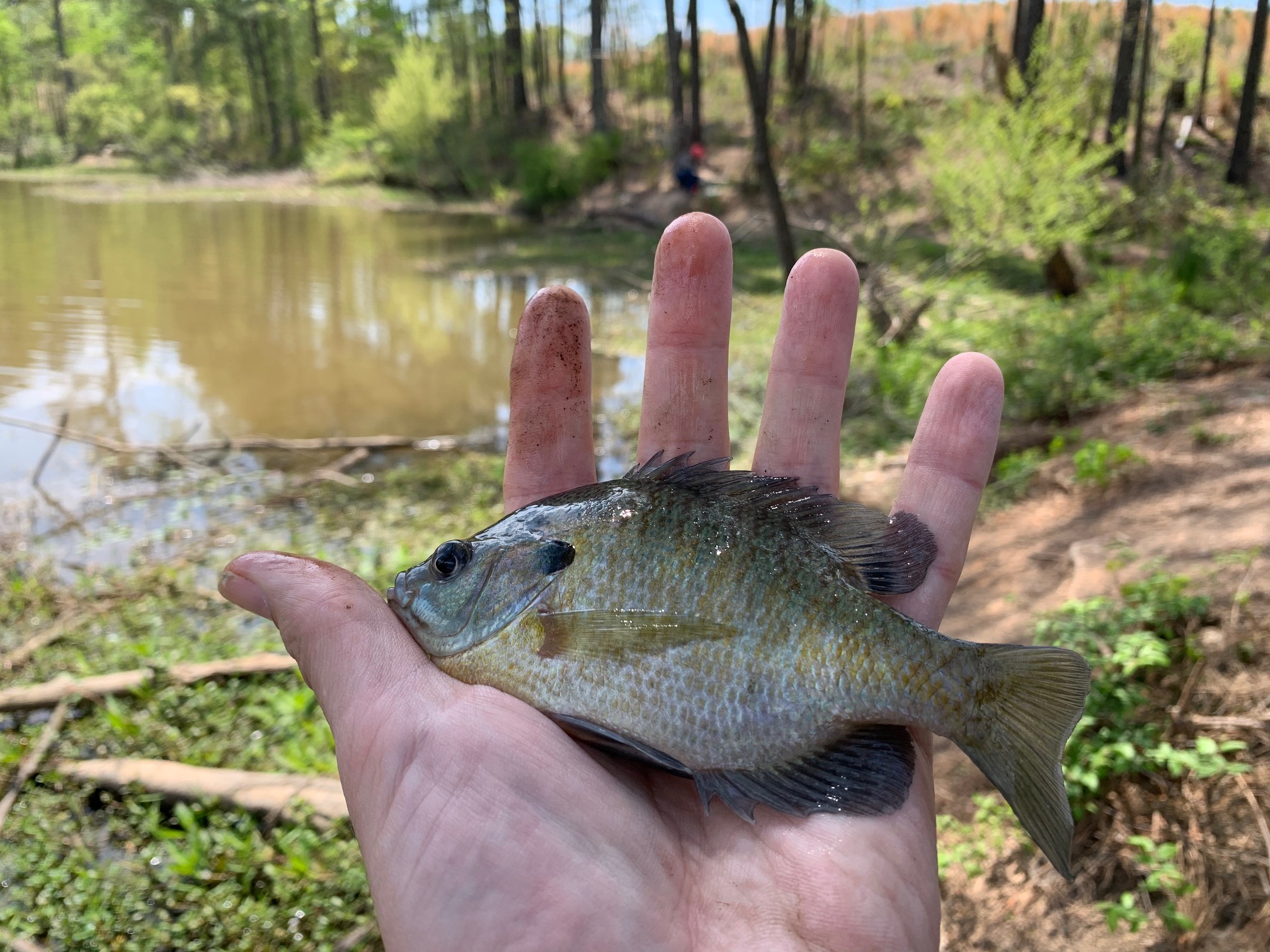 bluegill1.jpeg