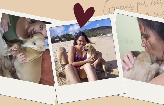 mis perritos.png