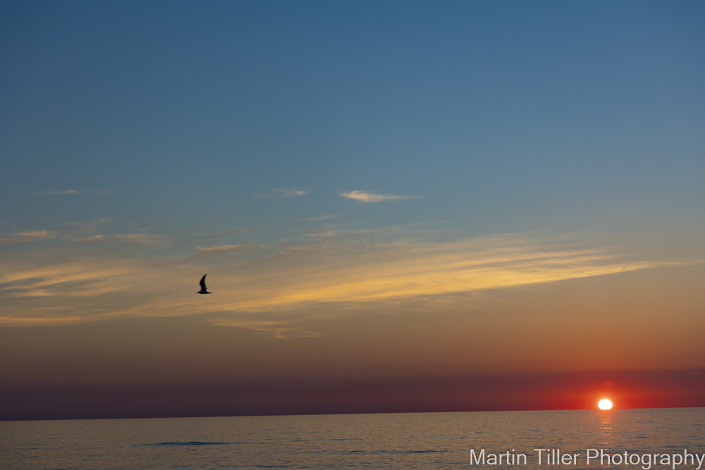 OBX Sunrise and bird June 30 2022 (1 of 1).jpg