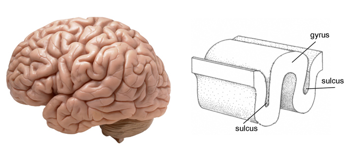 Brain_folds.jpg