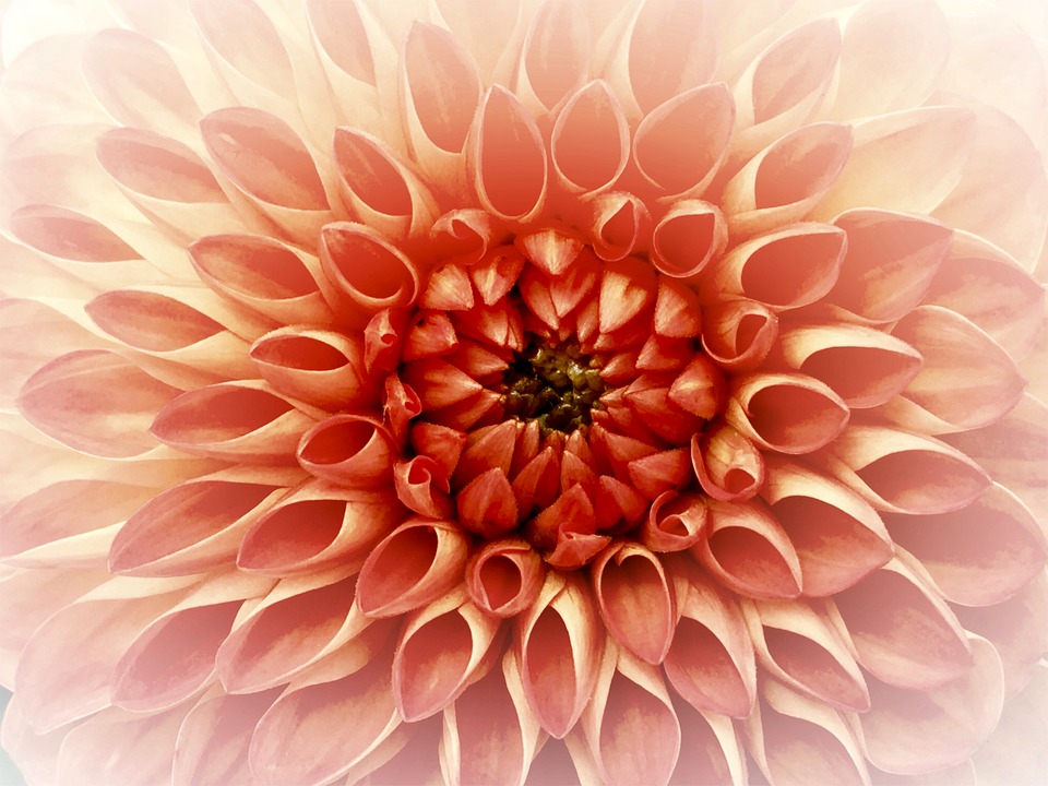 flower dahlia pixa.jpg