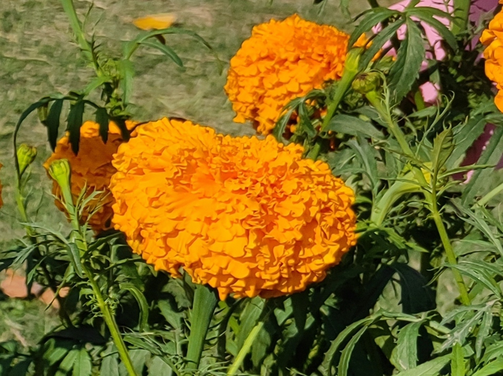 IMG_20250825_193113.jpg