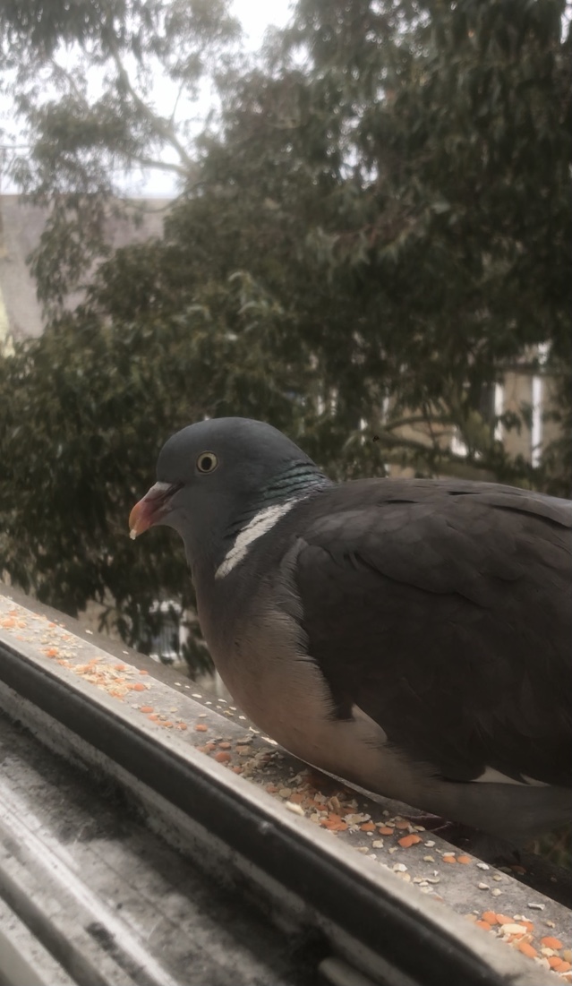 FBA70D73-0BEB-466D-87A6-AEE881654EEC.jpeg