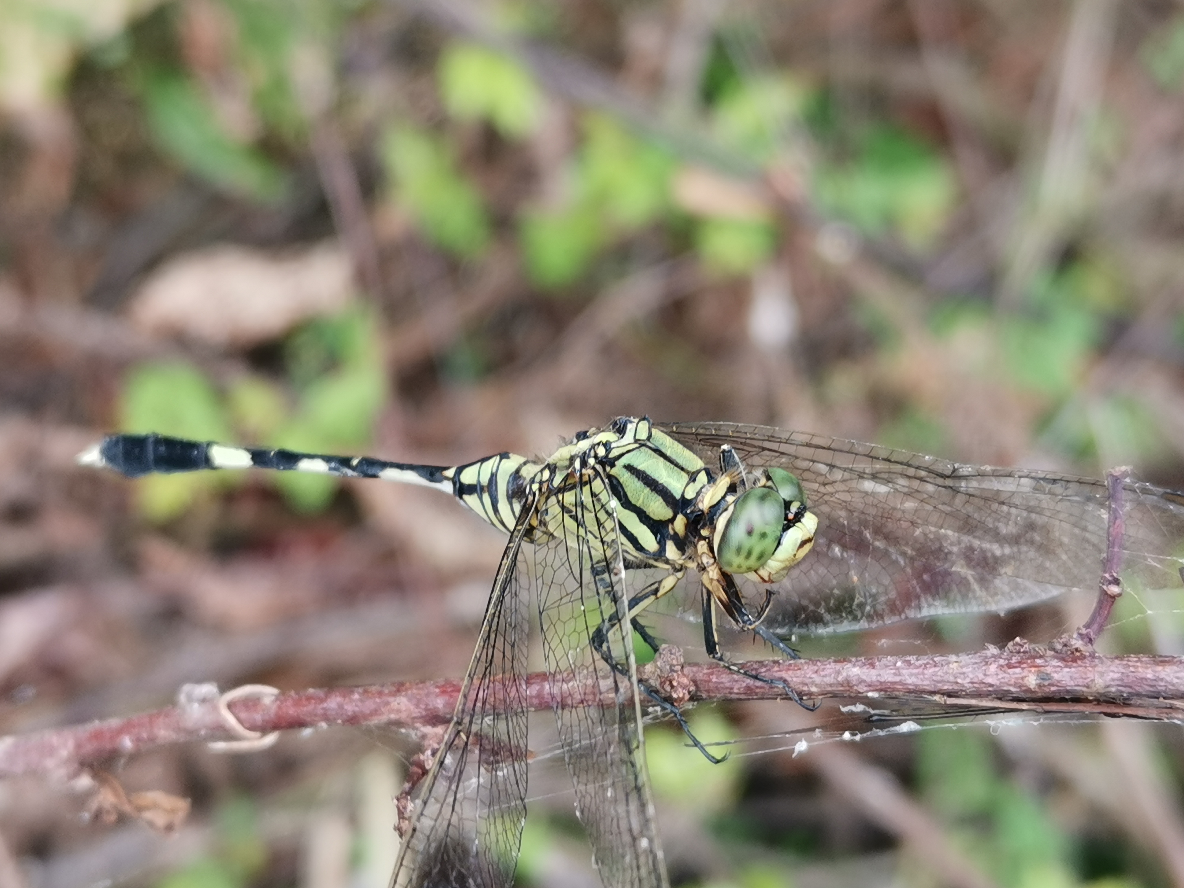 IMG_20210927_124713.jpg