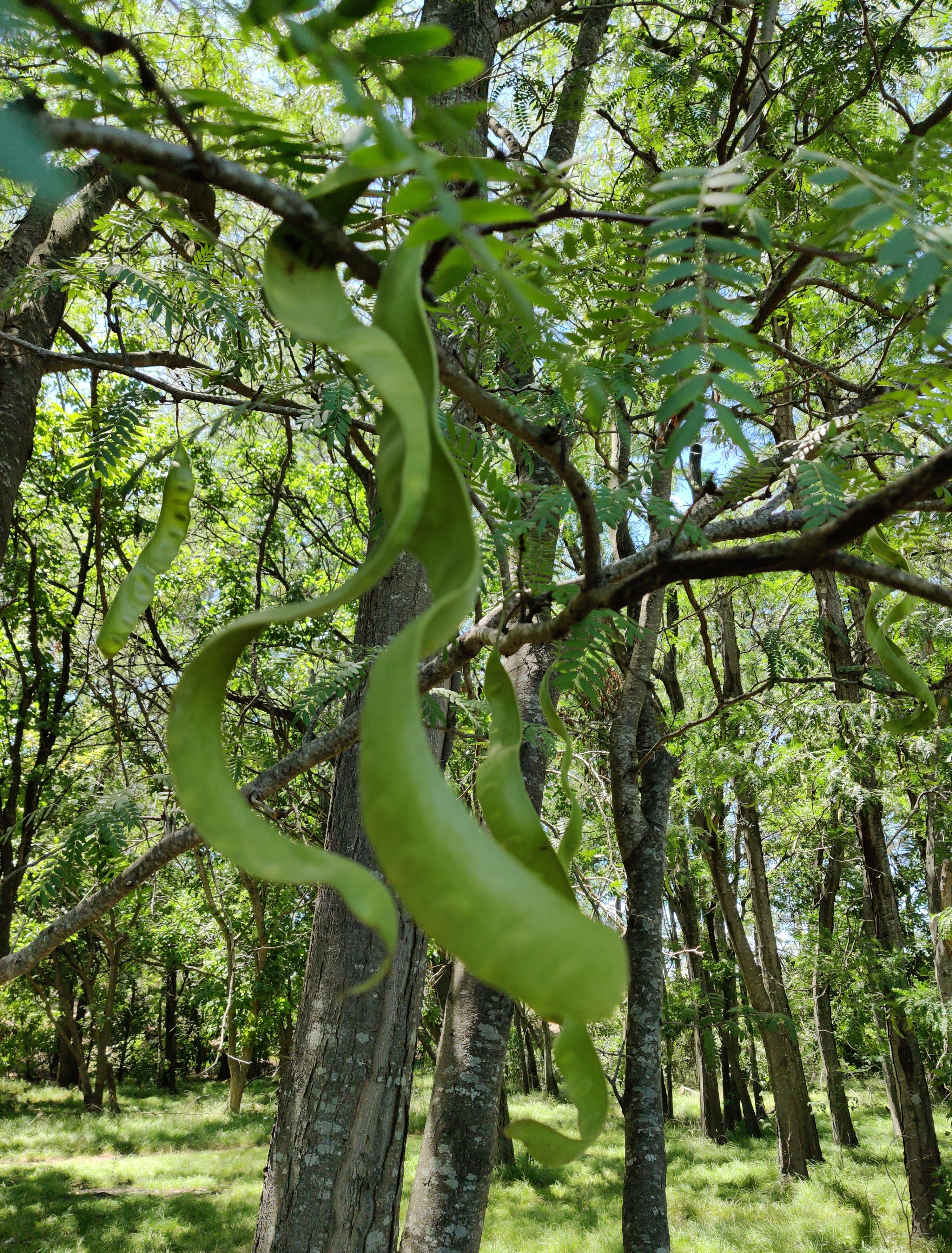 copia-campo.jpg