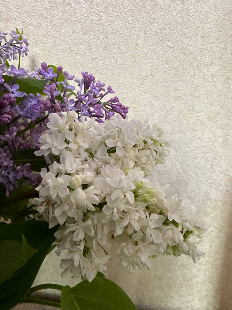 IMG_1234.jpeg