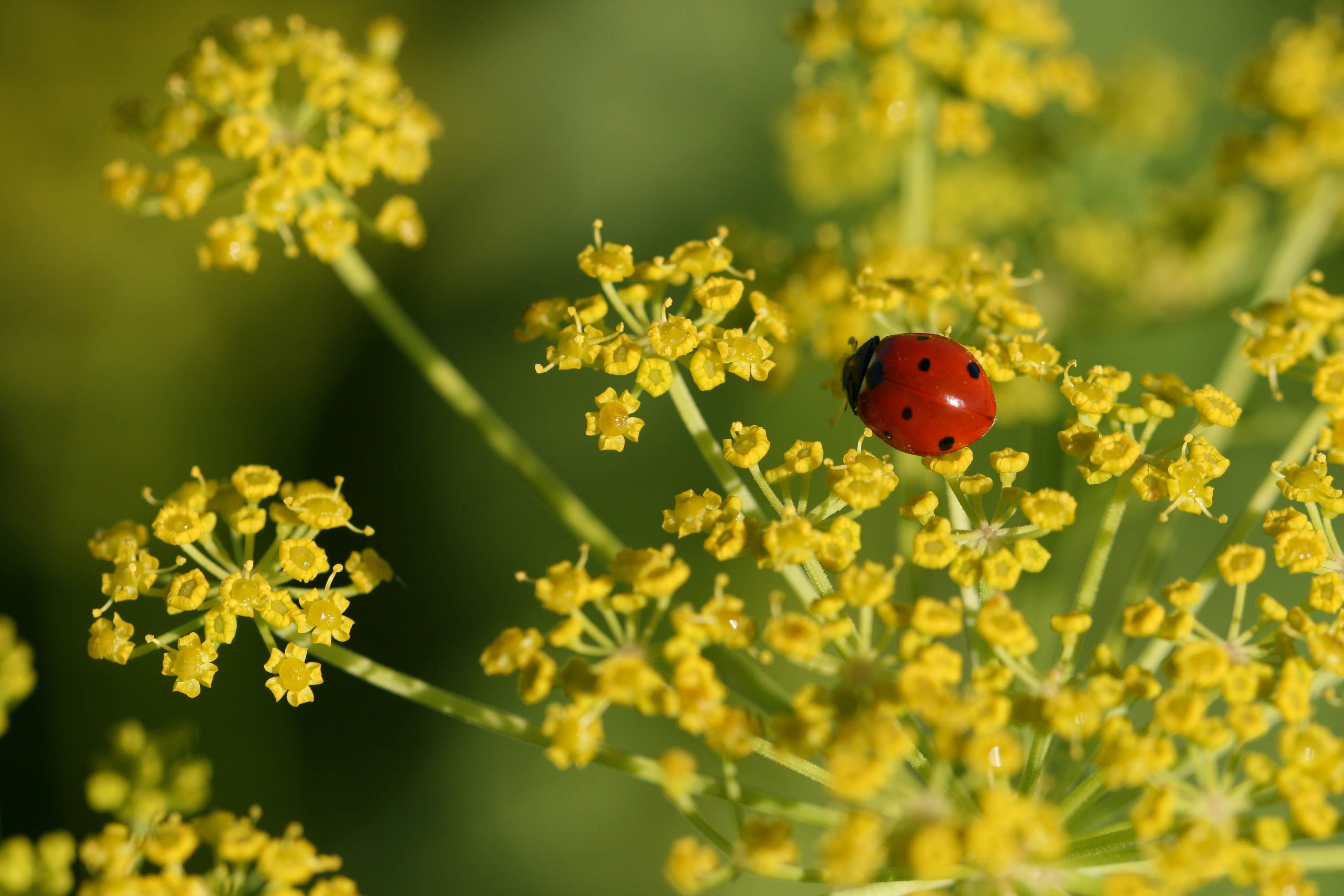  "small-photo-ladybug.jpg"