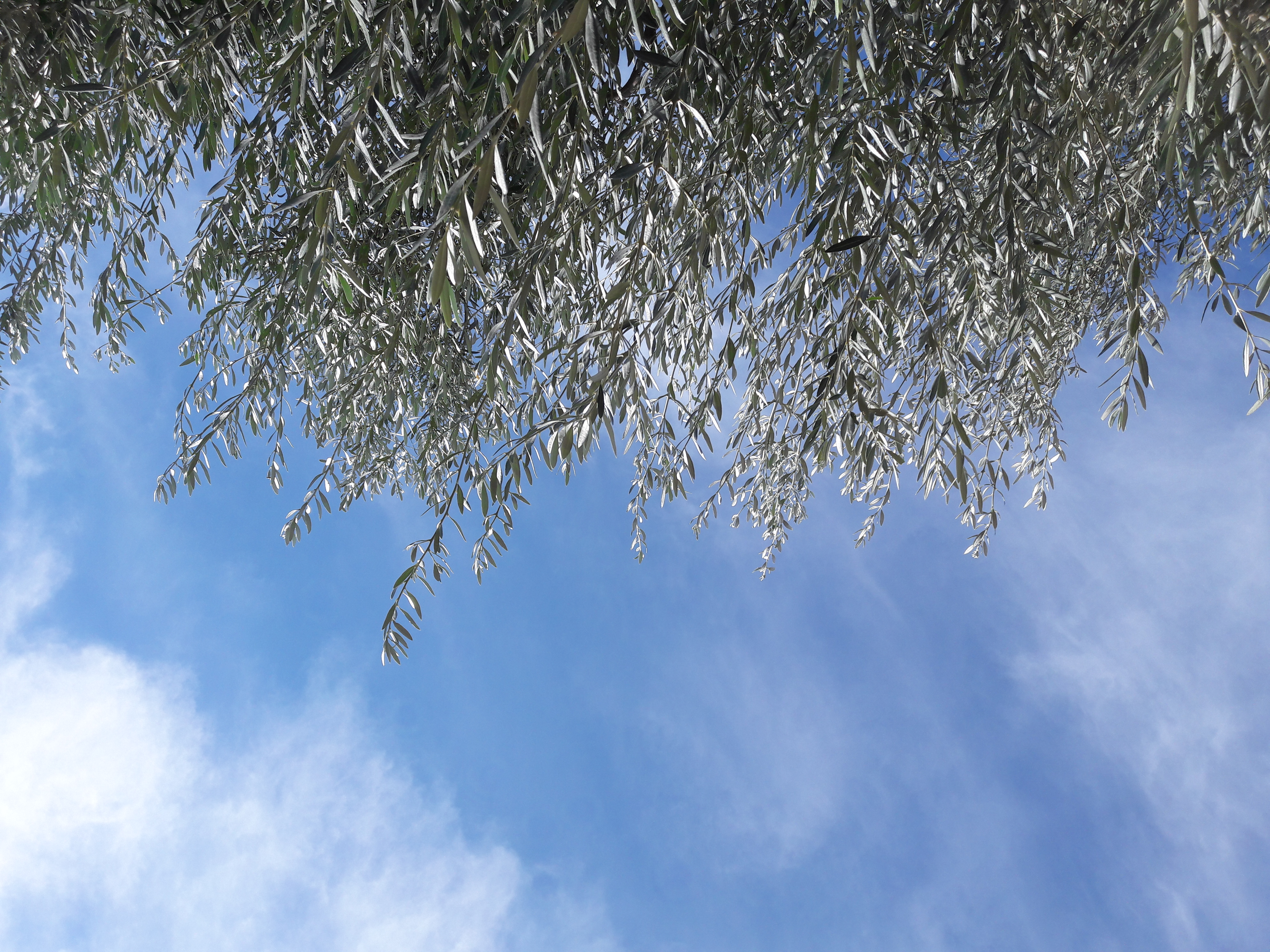 Flora-Tree-Forest-Publicdomain (6).jpg
