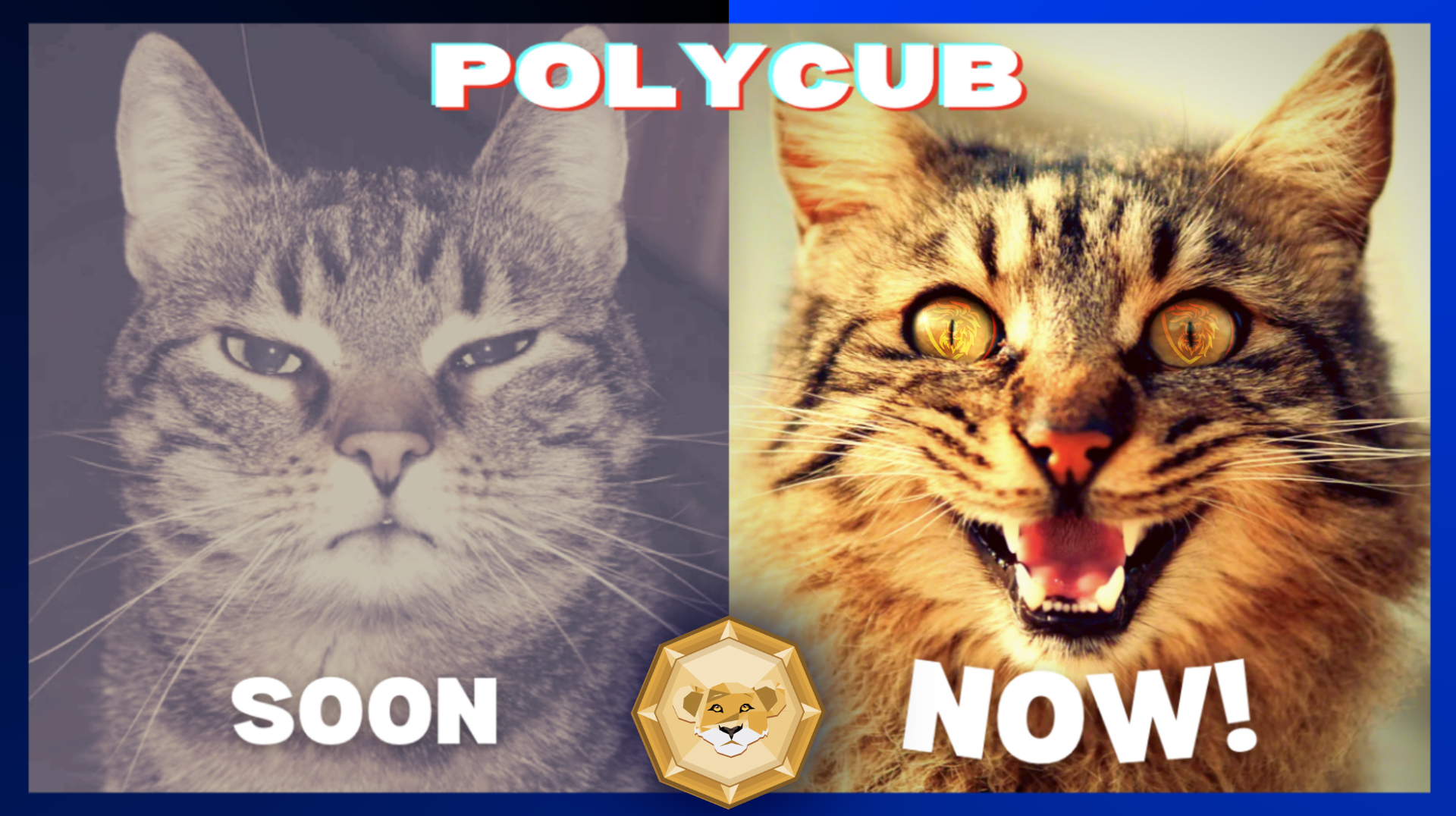 polycubsoonowcat.jpg
