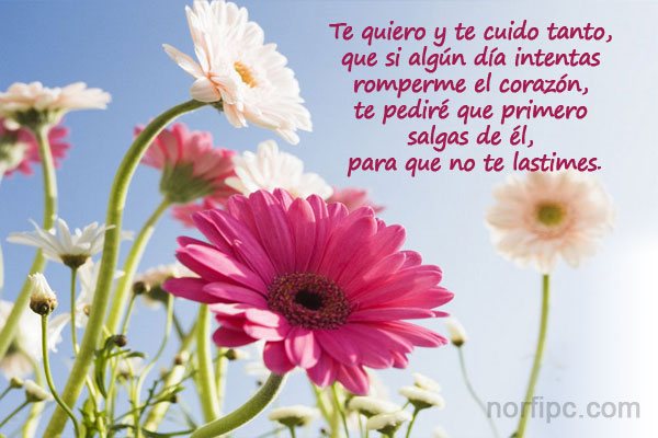 te-quiero-cuido-tanto.jpeg