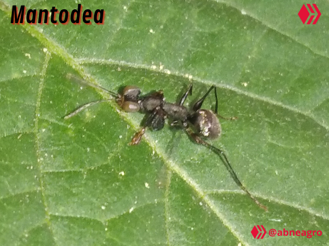 Video Salticidae (4).png