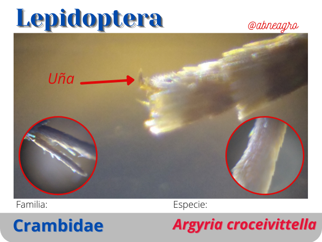 @abneagro(6).png
