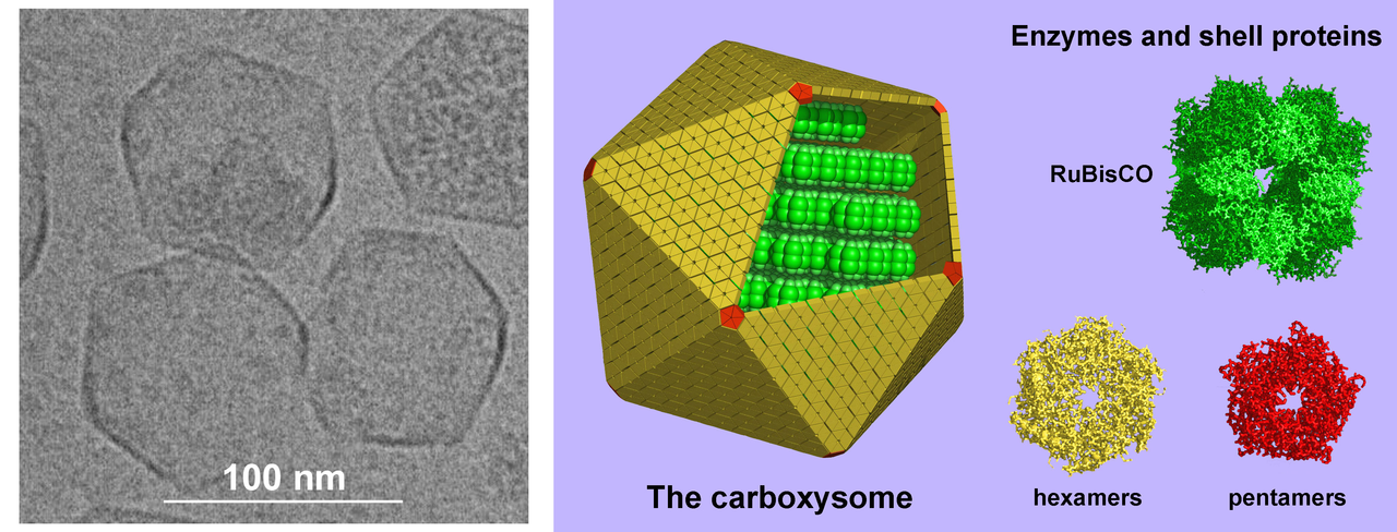 1280px-Carboxysome.png