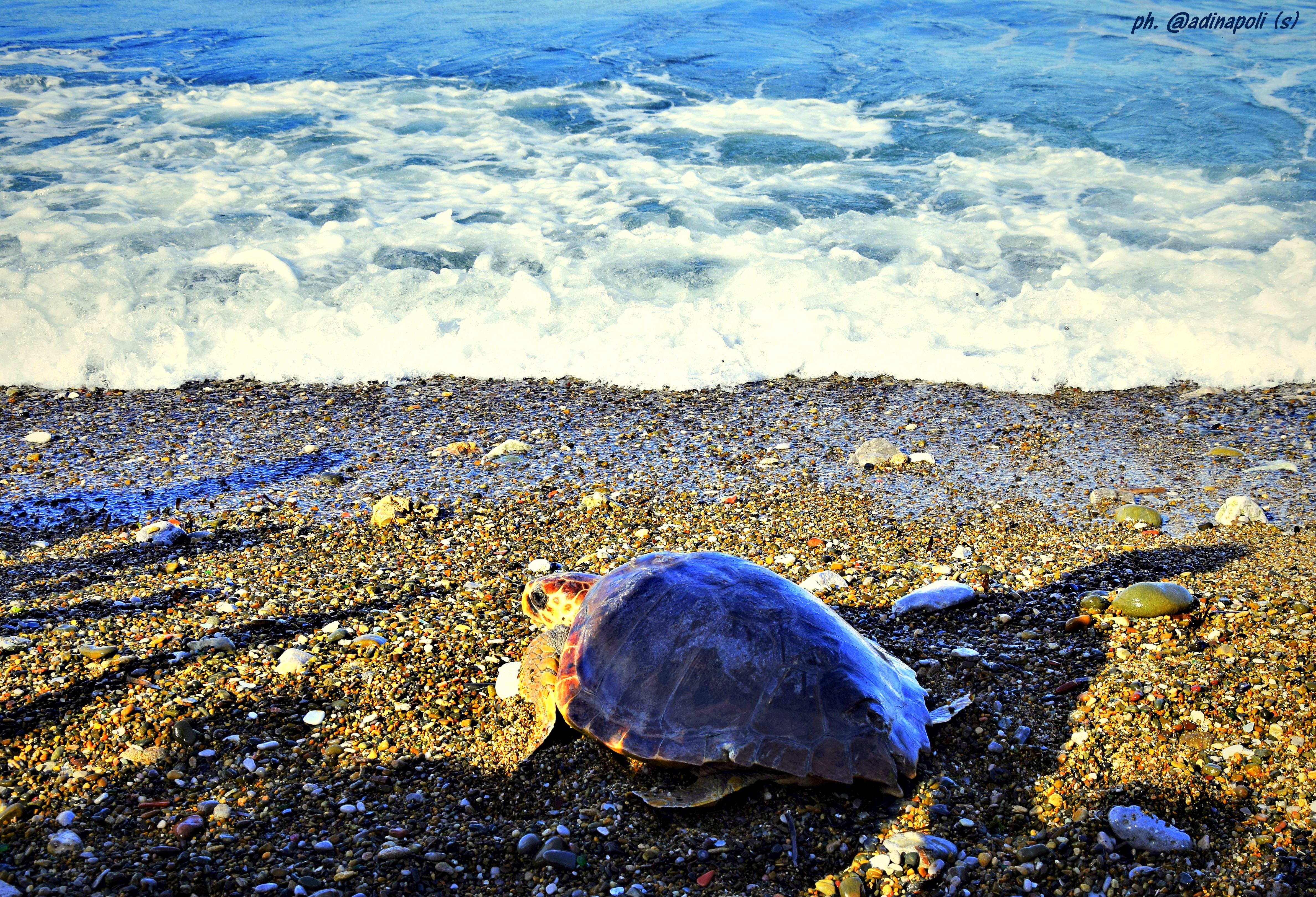 DSC_0070b.jpg