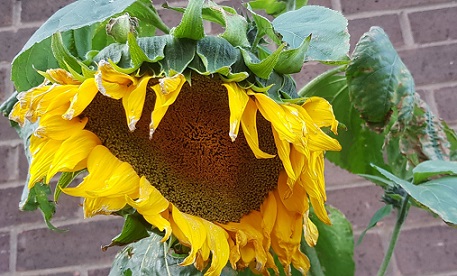 Last Sunflower 2020.jpg