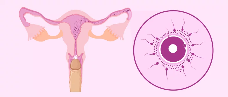 Obstacles-in-the-female-reproductive-tract-780x332.jpg.webp