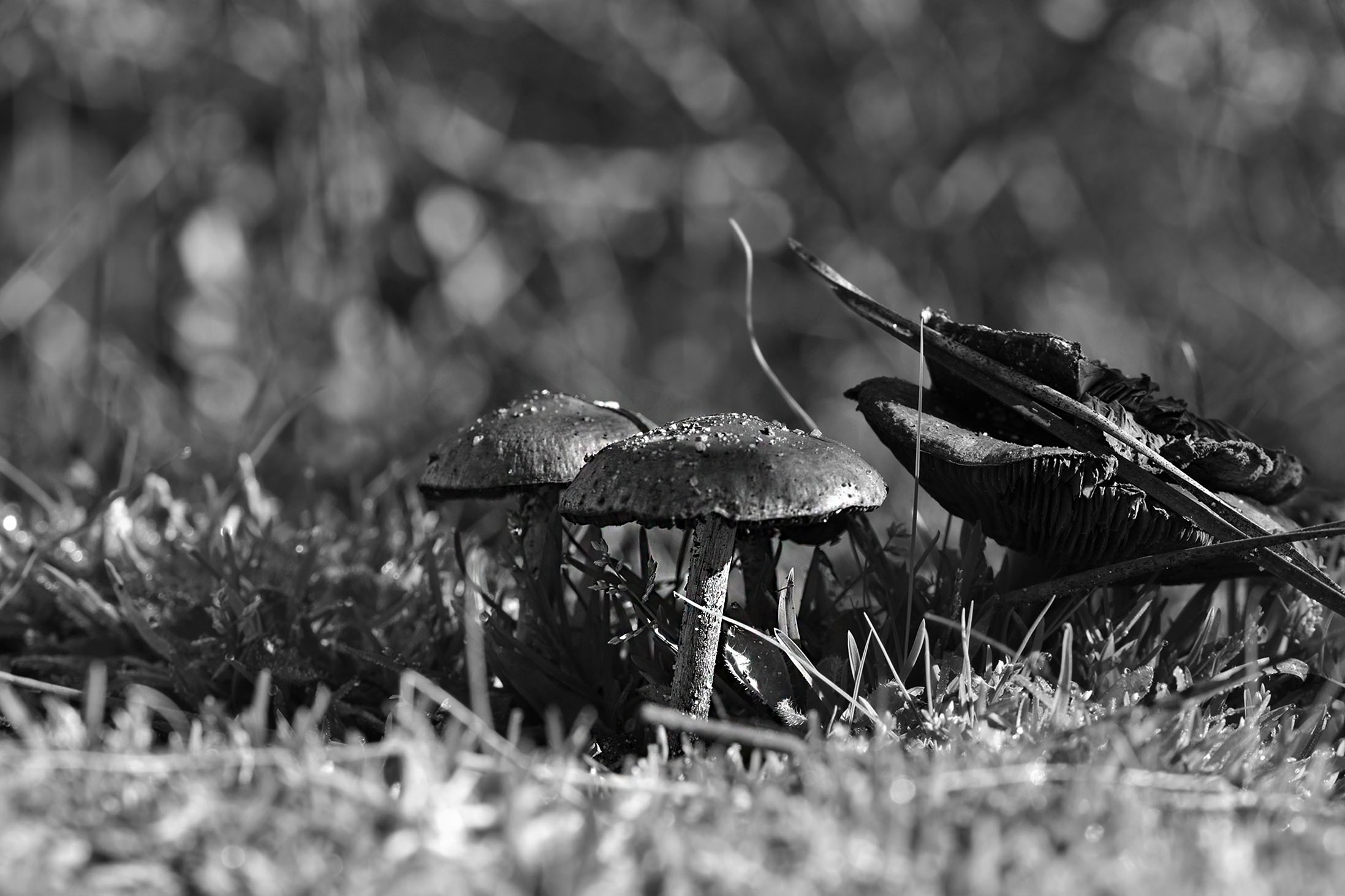 mushrooms bokeh 4.jpg