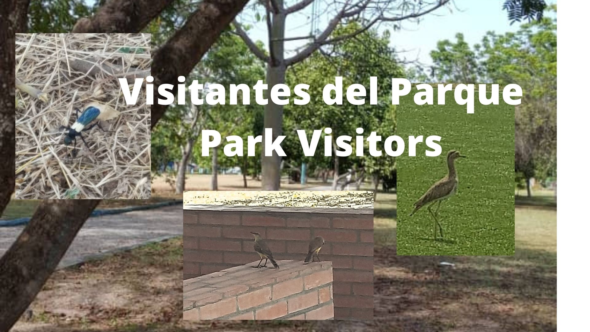 Visitantes del Parque.jpg