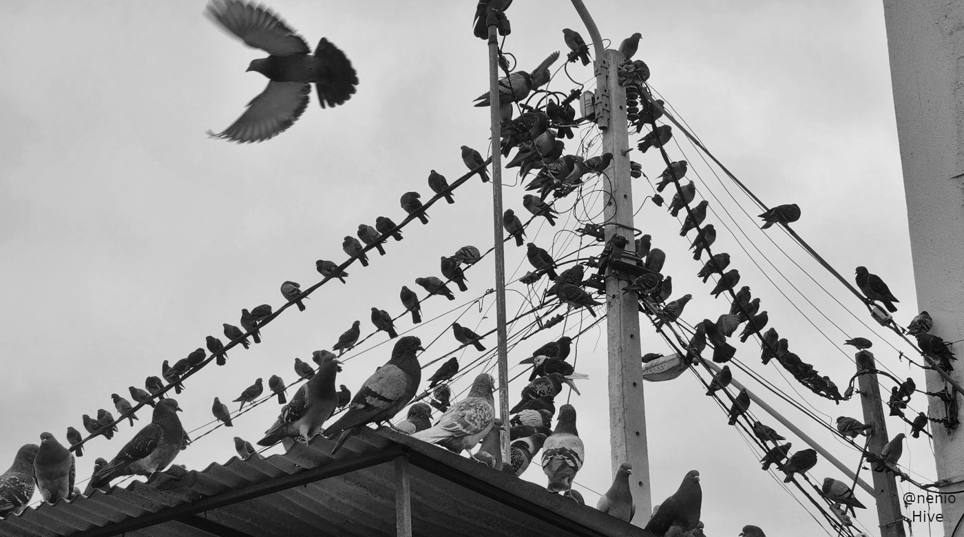pigeons-025.bw.jpg